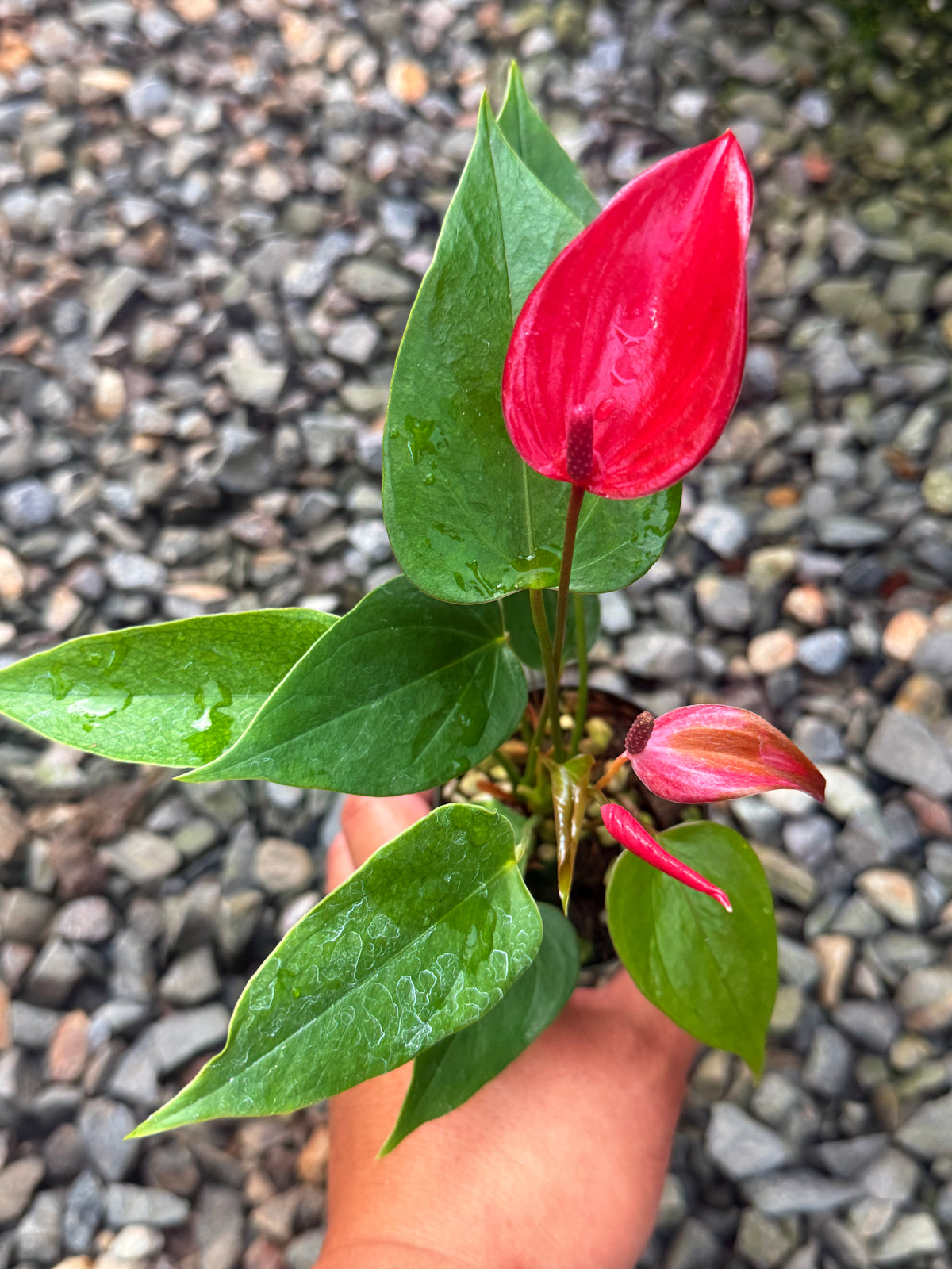Anthurium 'Banderola Lava' V64