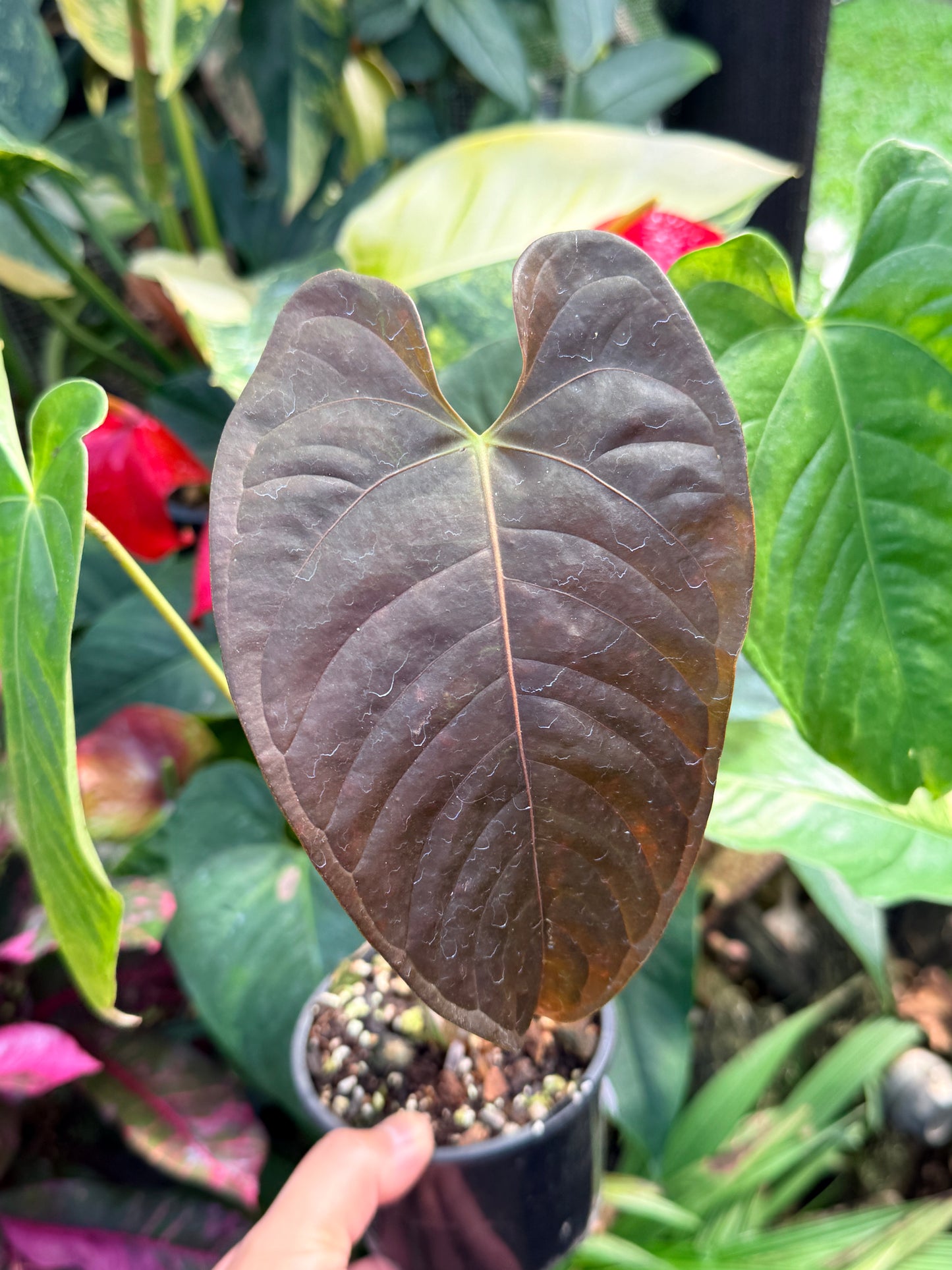 Anthurium Red Beauty x Anthurium Thin Leaf Veitchii M40