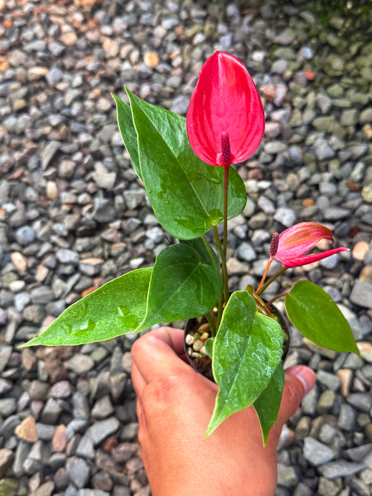 Anthurium 'Banderola Lava' V64