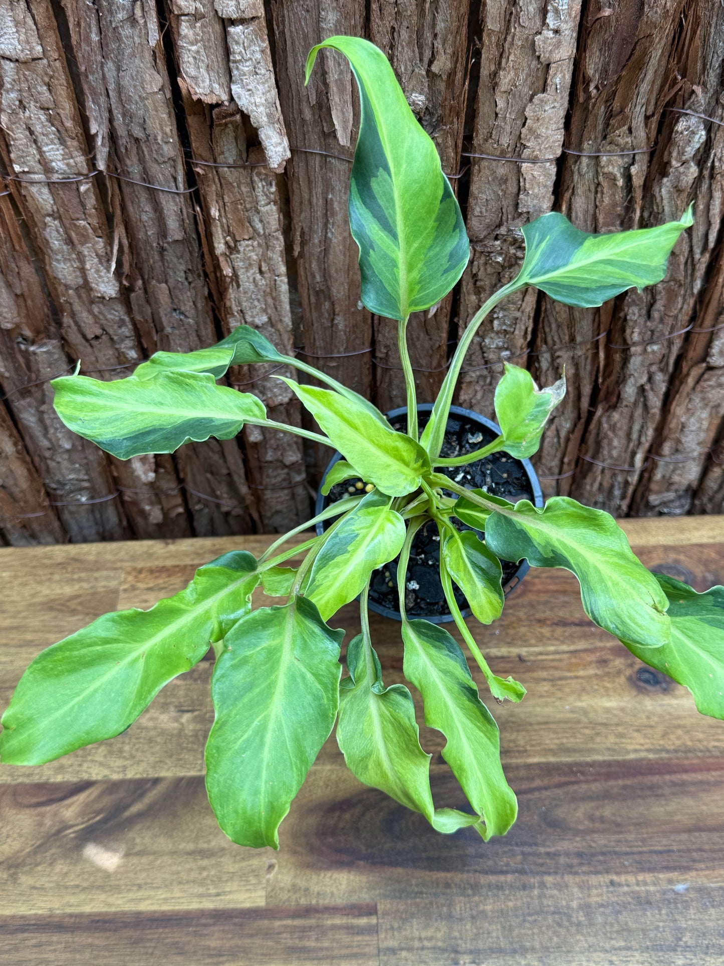 Thaumatophyllum (Prev. Philodendron) Xanadu variegata G60