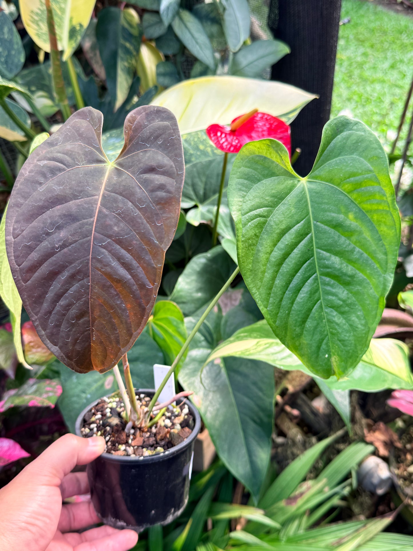 Anthurium Red Beauty x Anthurium Thin Leaf Veitchii M40