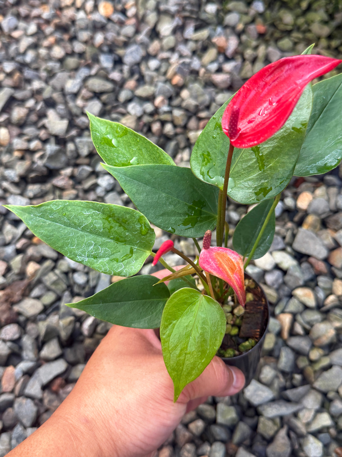 Anthurium 'Banderola Lava' V64