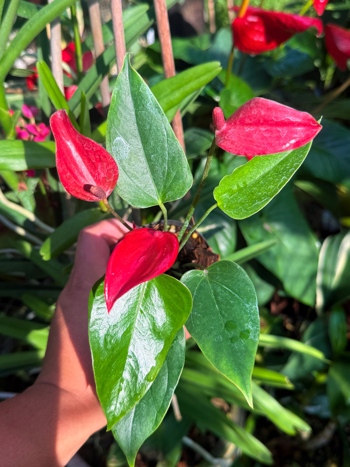 Anthurium 'Banderola Lava' V63