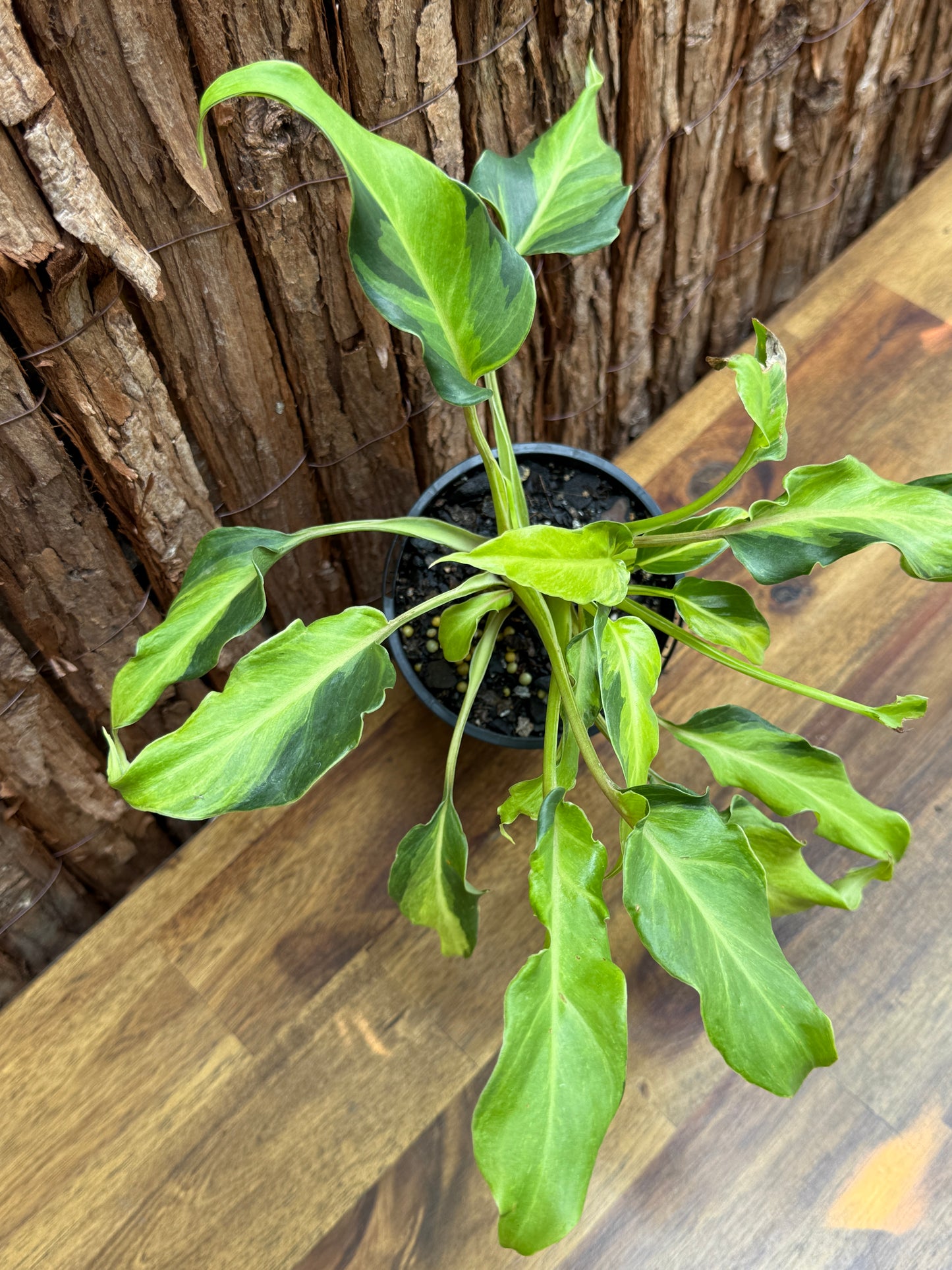 Thaumatophyllum (Prev. Philodendron) Xanadu variegata G60