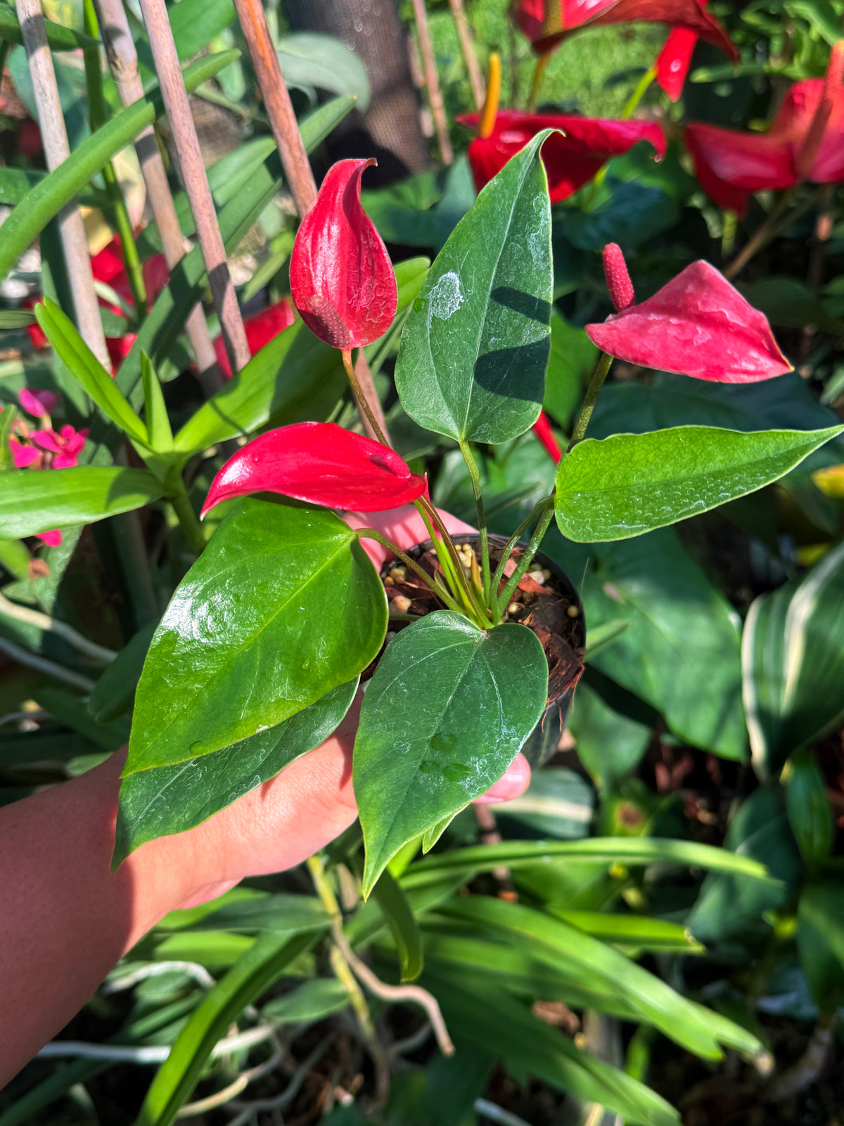 Anthurium 'Banderola Lava' V63