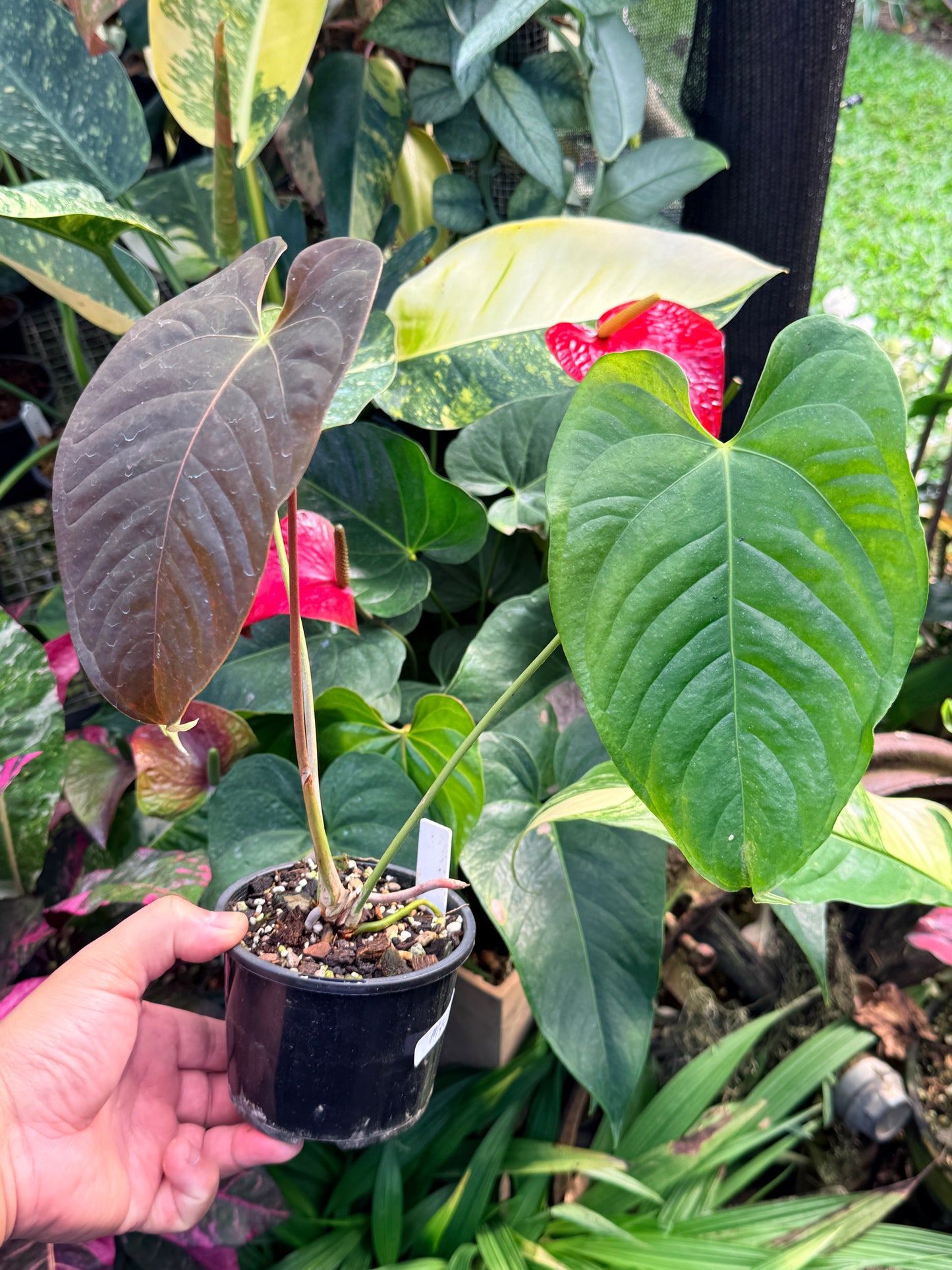 Anthurium Red Beauty x Anthurium Thin Leaf Veitchii M40