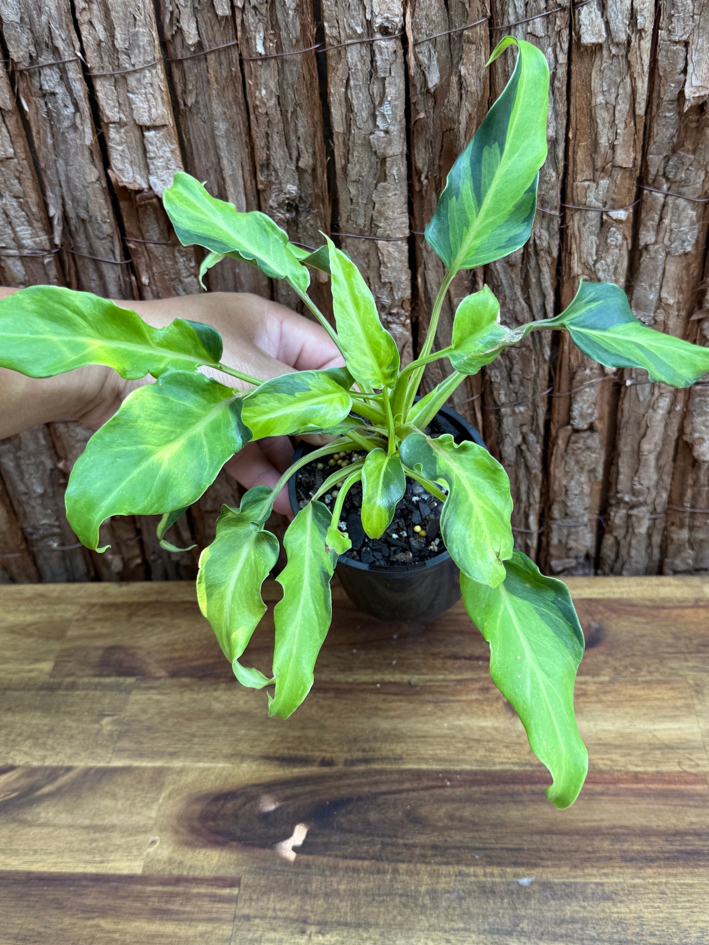 Thaumatophyllum (Prev. Philodendron) Xanadu variegata G60