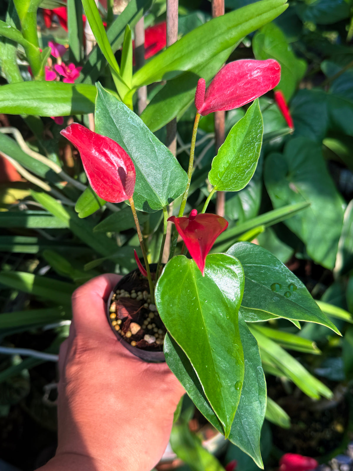 Anthurium 'Banderola Lava' V63