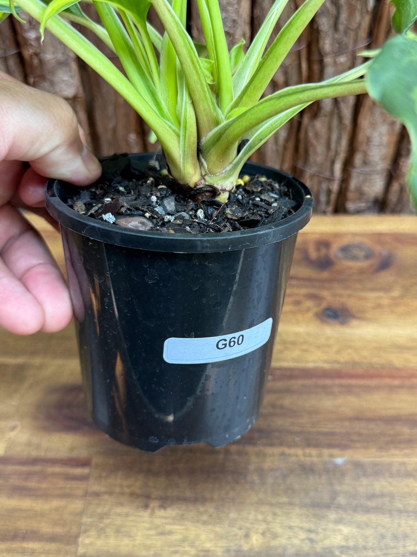 Thaumatophyllum (Prev. Philodendron) Xanadu variegata G60