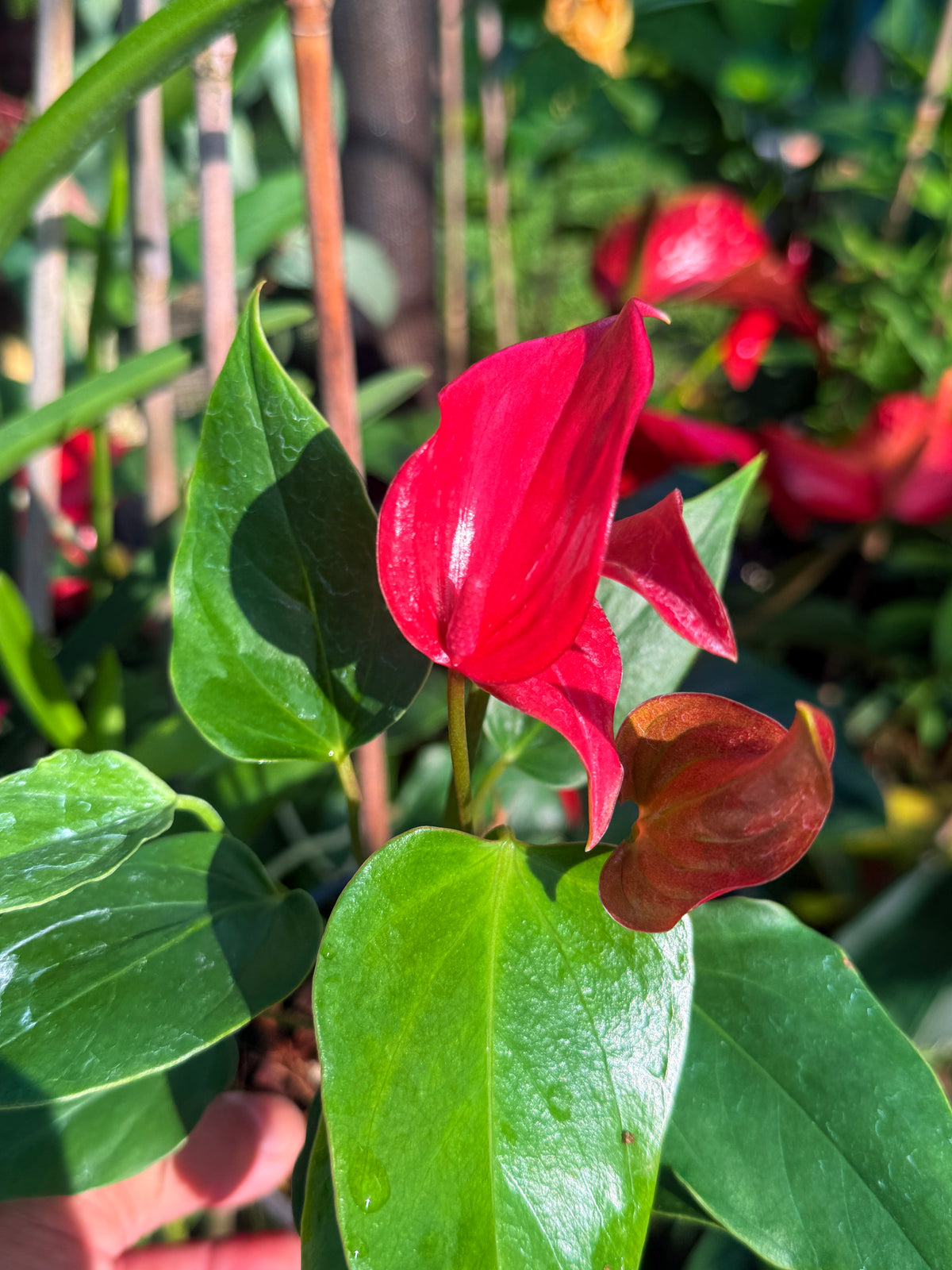 Anthurium 'Banderola Lava' V66