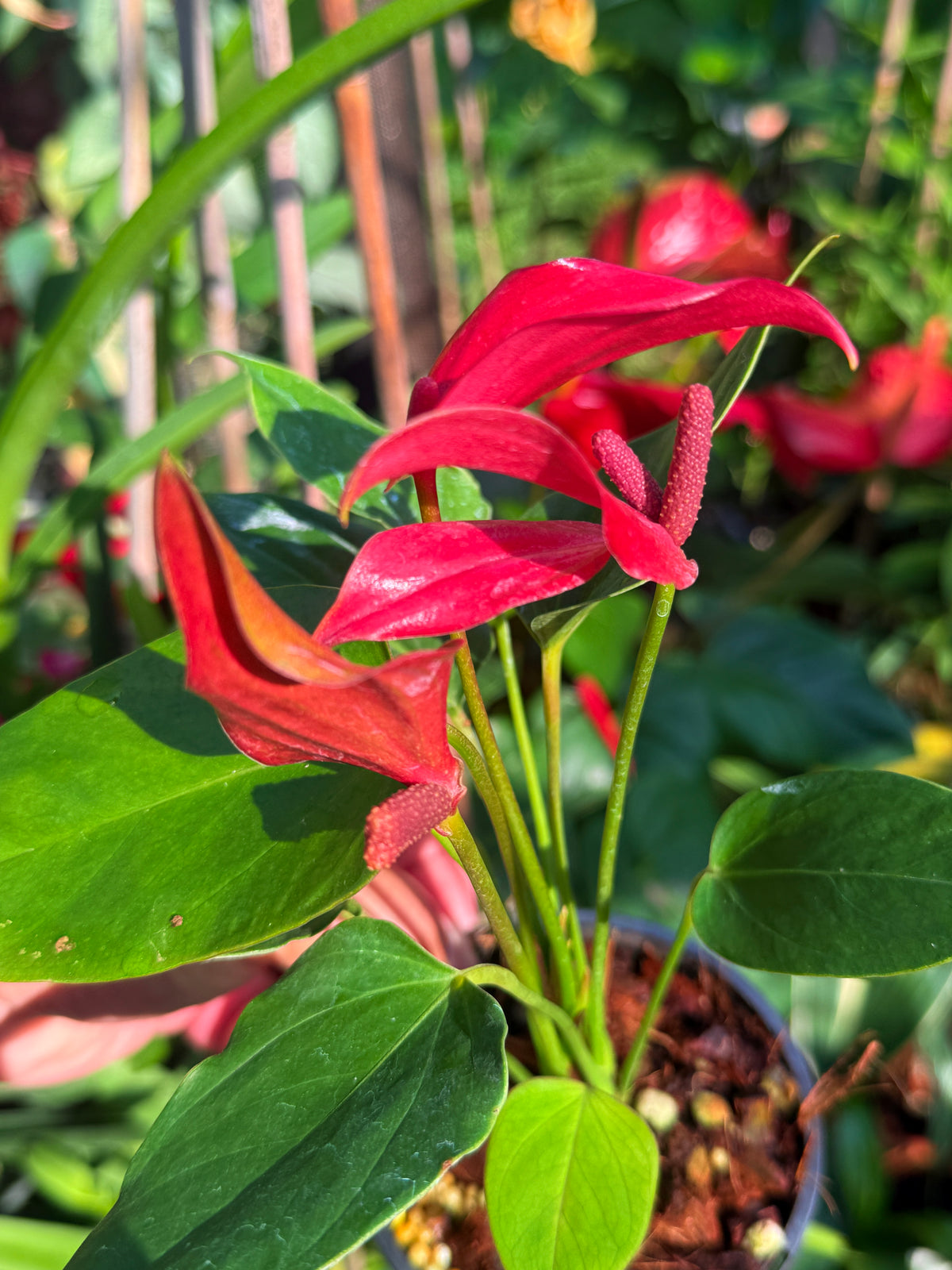 Anthurium 'Banderola Lava' V66