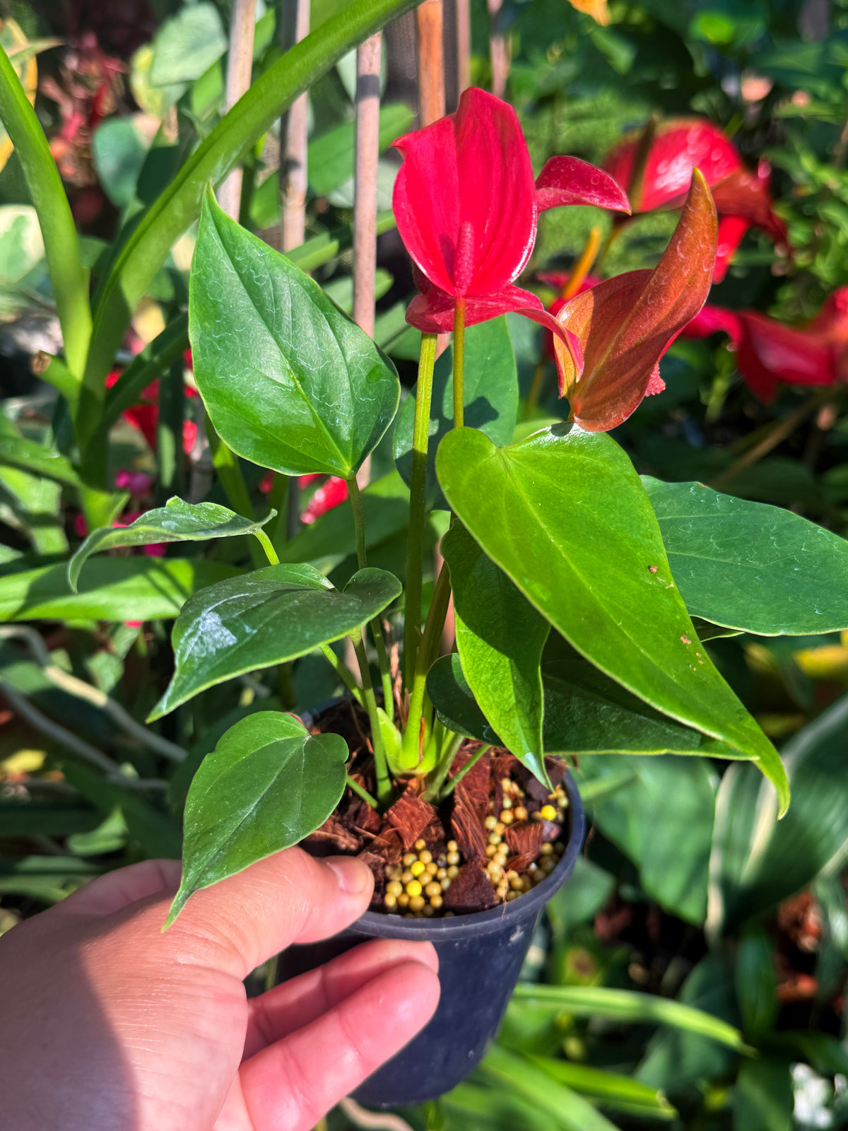 Anthurium 'Banderola Lava' V66