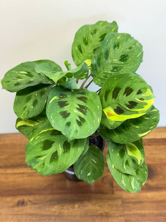 Maranta Kerchoveana Variegata N54