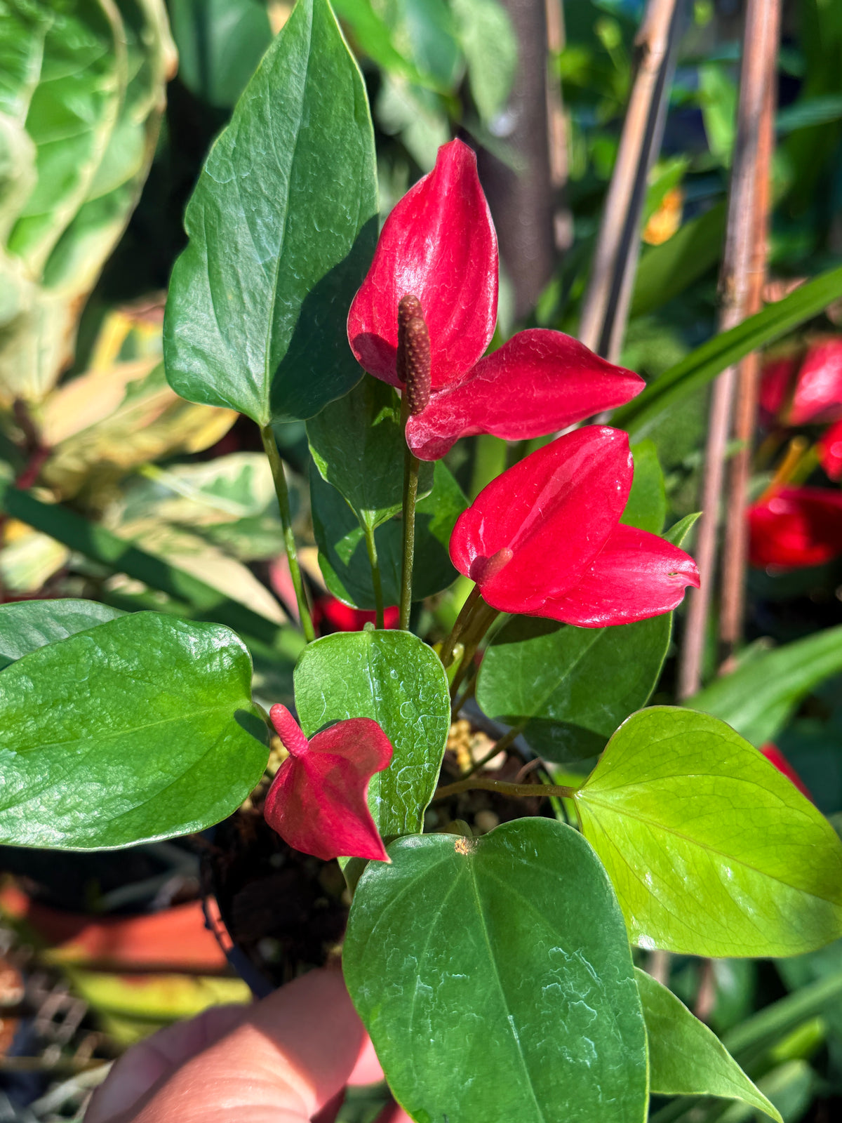 Anthurium 'Banderola Lava' V65