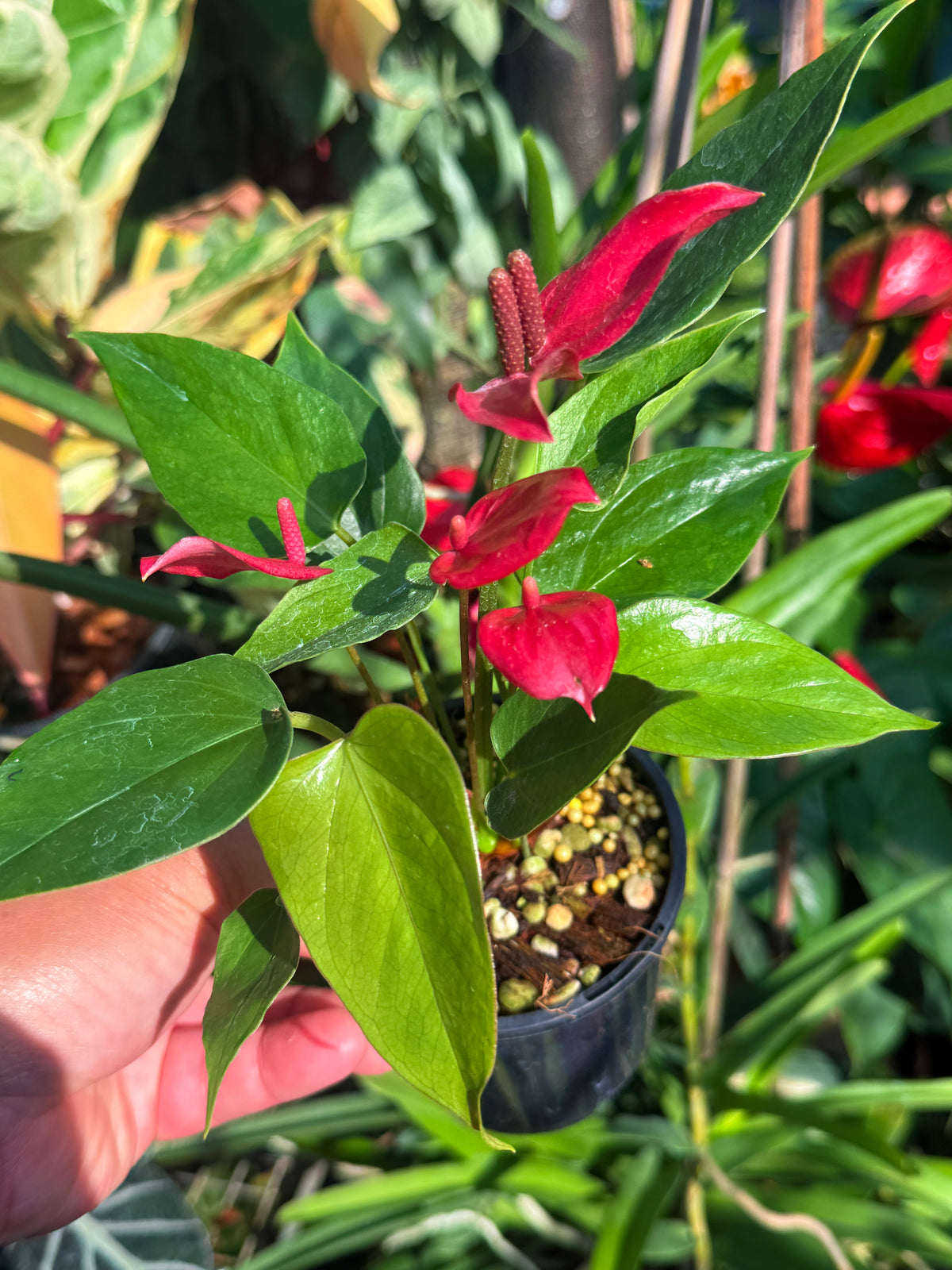 Anthurium 'Banderola Lava' V65