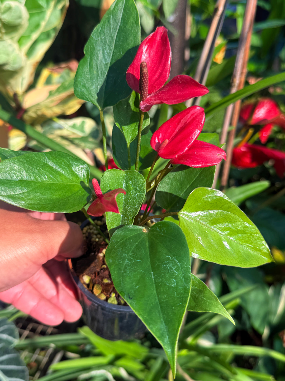 Anthurium 'Banderola Lava' V65