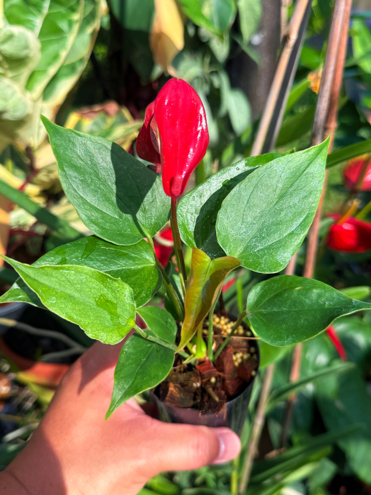 Anthurium 'Banderola Lava' V67