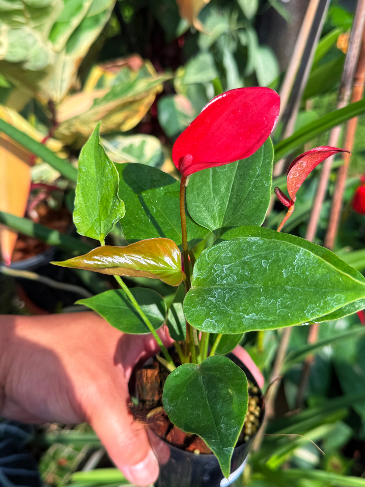 Anthurium 'Banderola Lava' V67