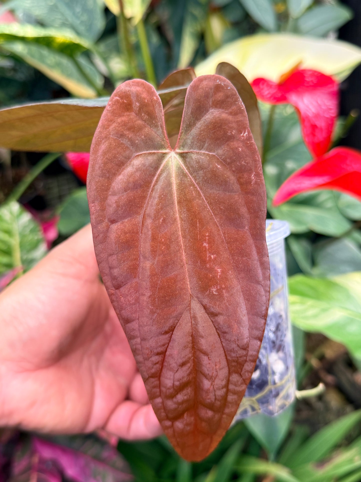Anthurium Reverse Black Cherry x Red Vein Dark Phoenix M41