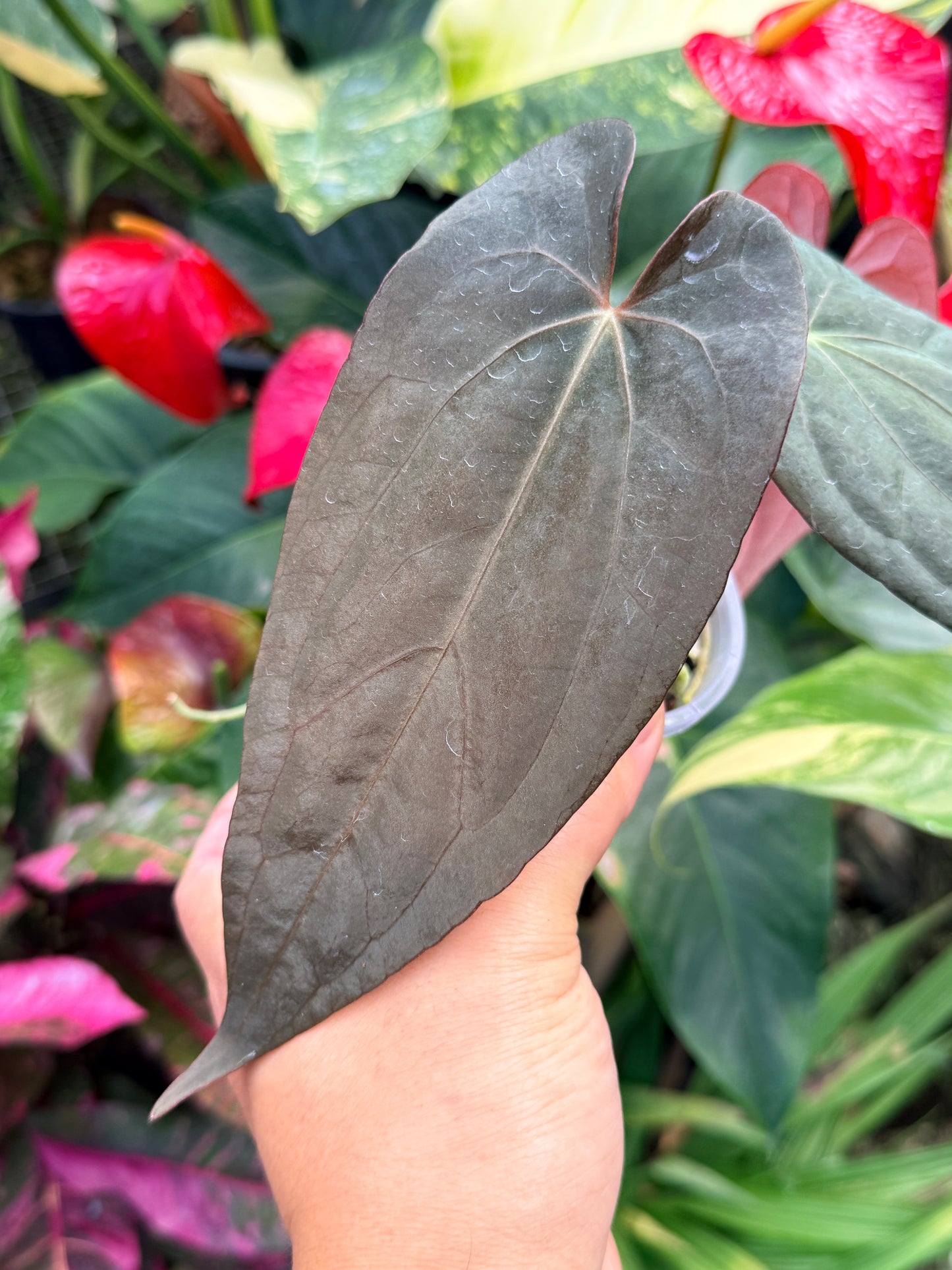 Anthurium Reverse Black Cherry x Red Vein Dark Phoenix M41