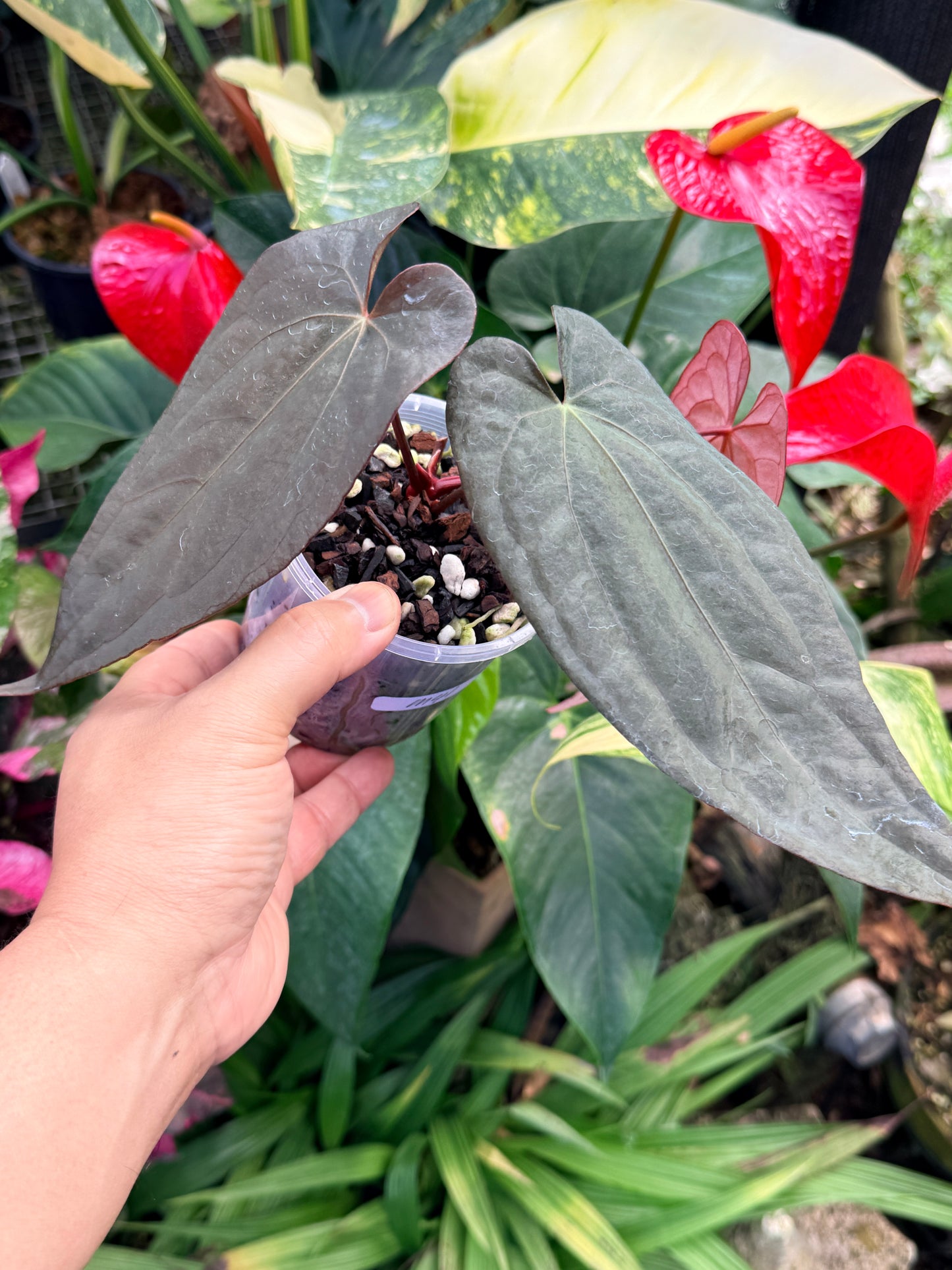 Anthurium Reverse Black Cherry x Red Vein Dark Phoenix M41