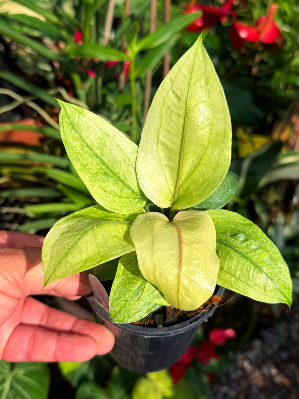 Anthurium Hookeri Variegata No.1 V72