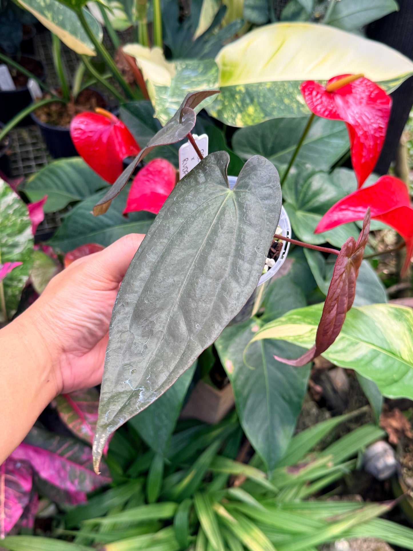 Anthurium Reverse Black Cherry x Red Vein Dark Phoenix M41