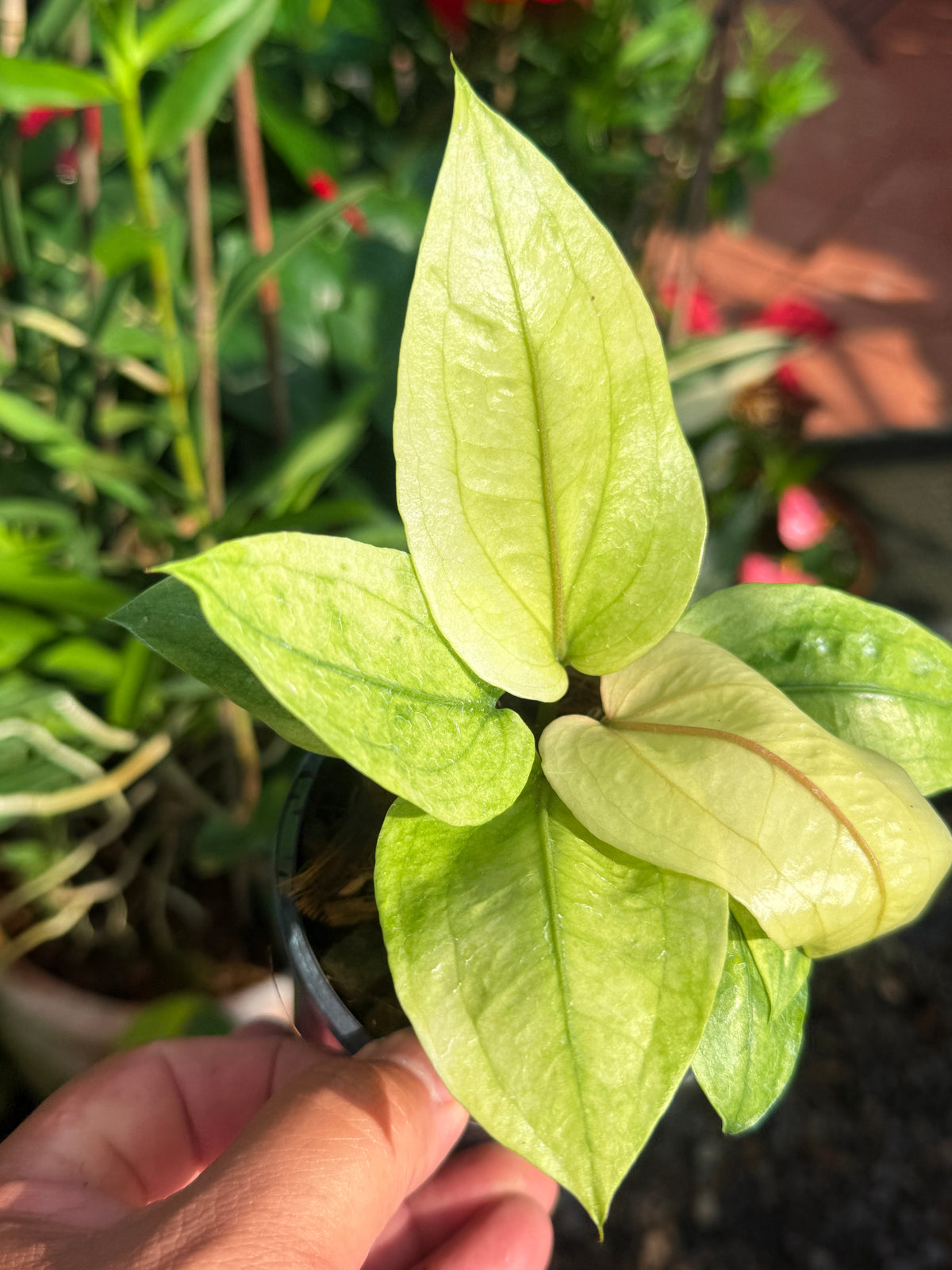 Anthurium Hookeri Variegata No.1 V72