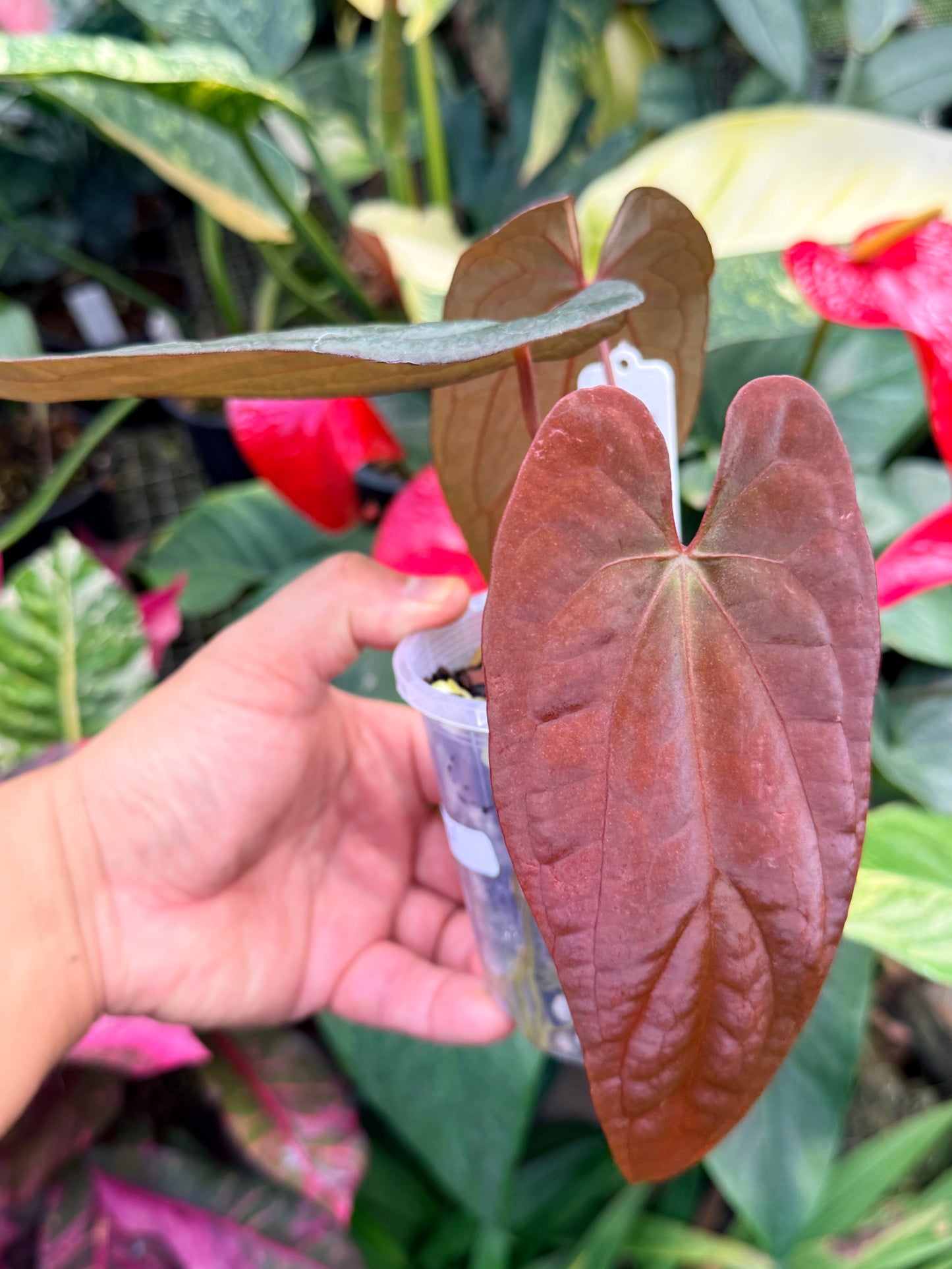 Anthurium Reverse Black Cherry x Red Vein Dark Phoenix M41