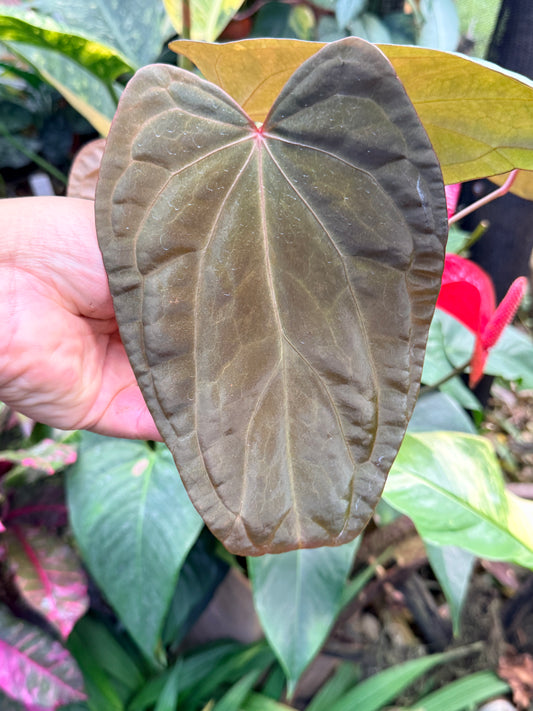 Garden Velvet x Midnight Velvet x Red Vein Dark Phoenix M42