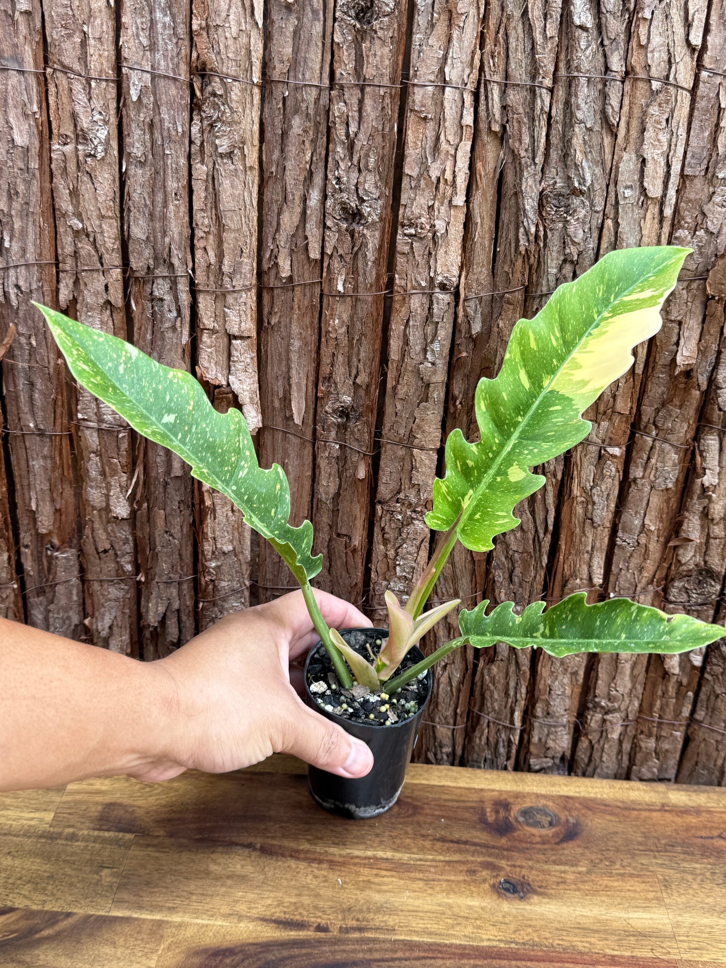 Philodendron 'Ring of Fire' NONTC G64