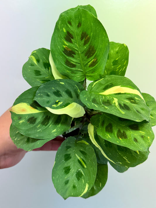 Maranta Kerchoveana Variegata N55