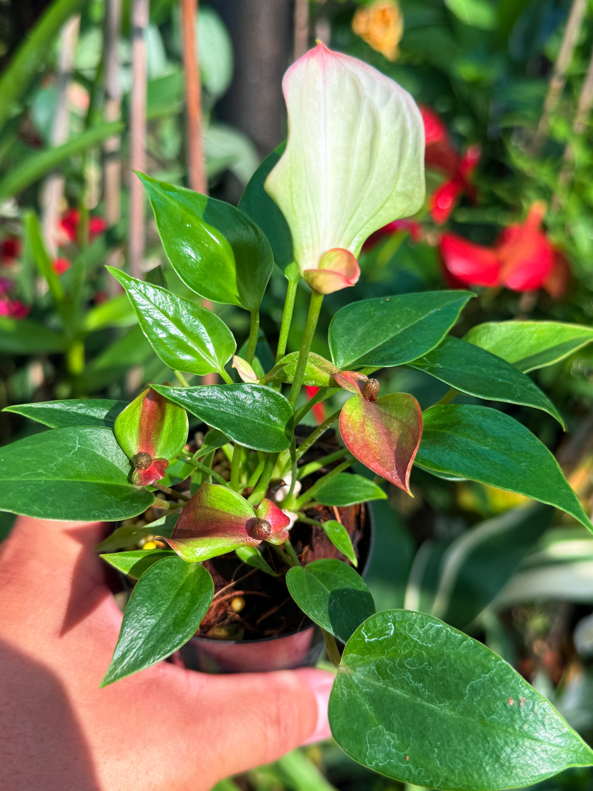Anthurium ‘Matata’ V83