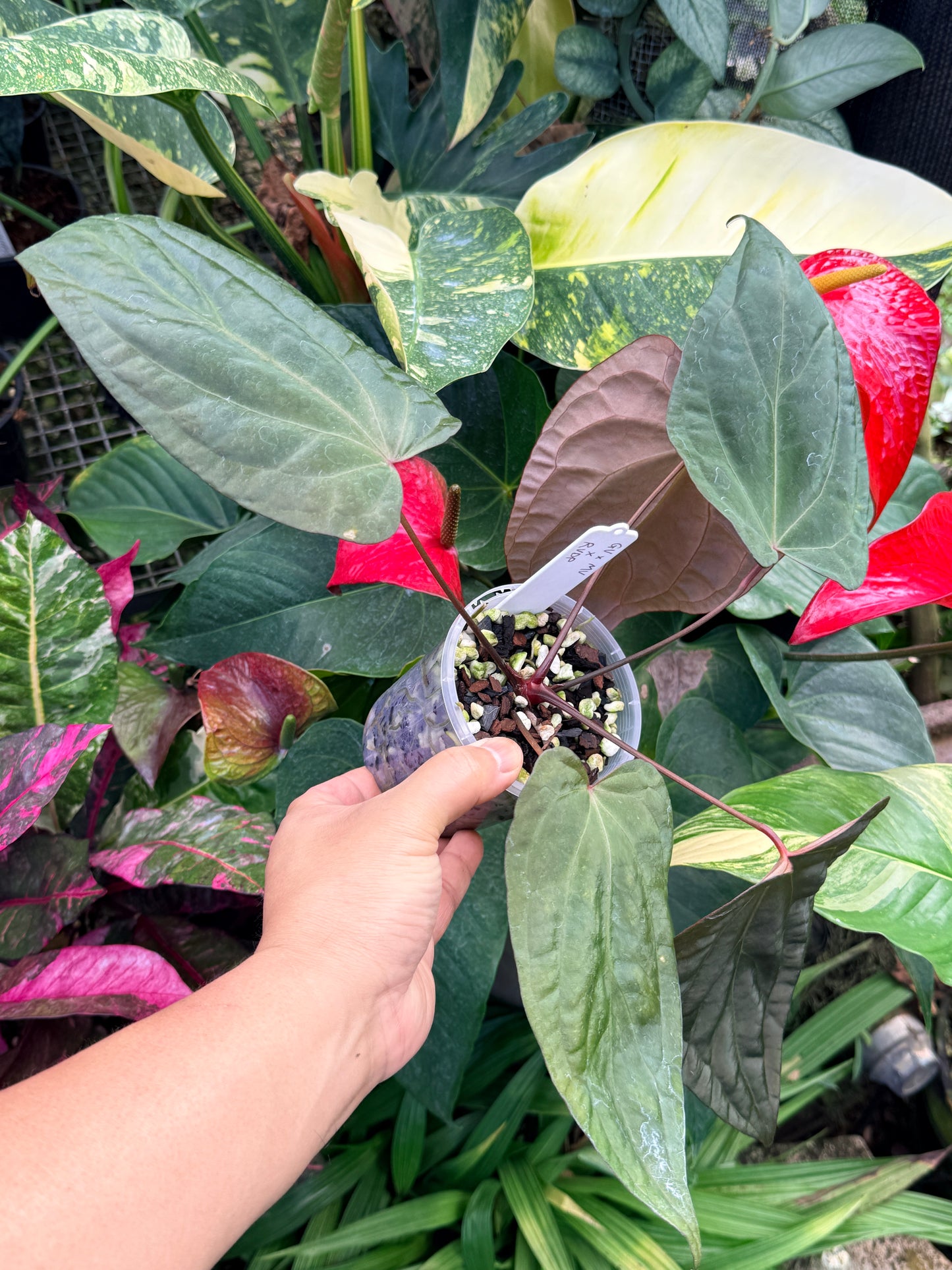 Garden Velvet x Midnight Velvet x Red Vein Dark Phoenix M42