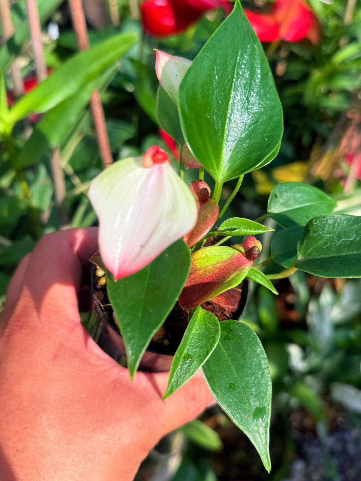 Anthurium ‘Matata’ V84