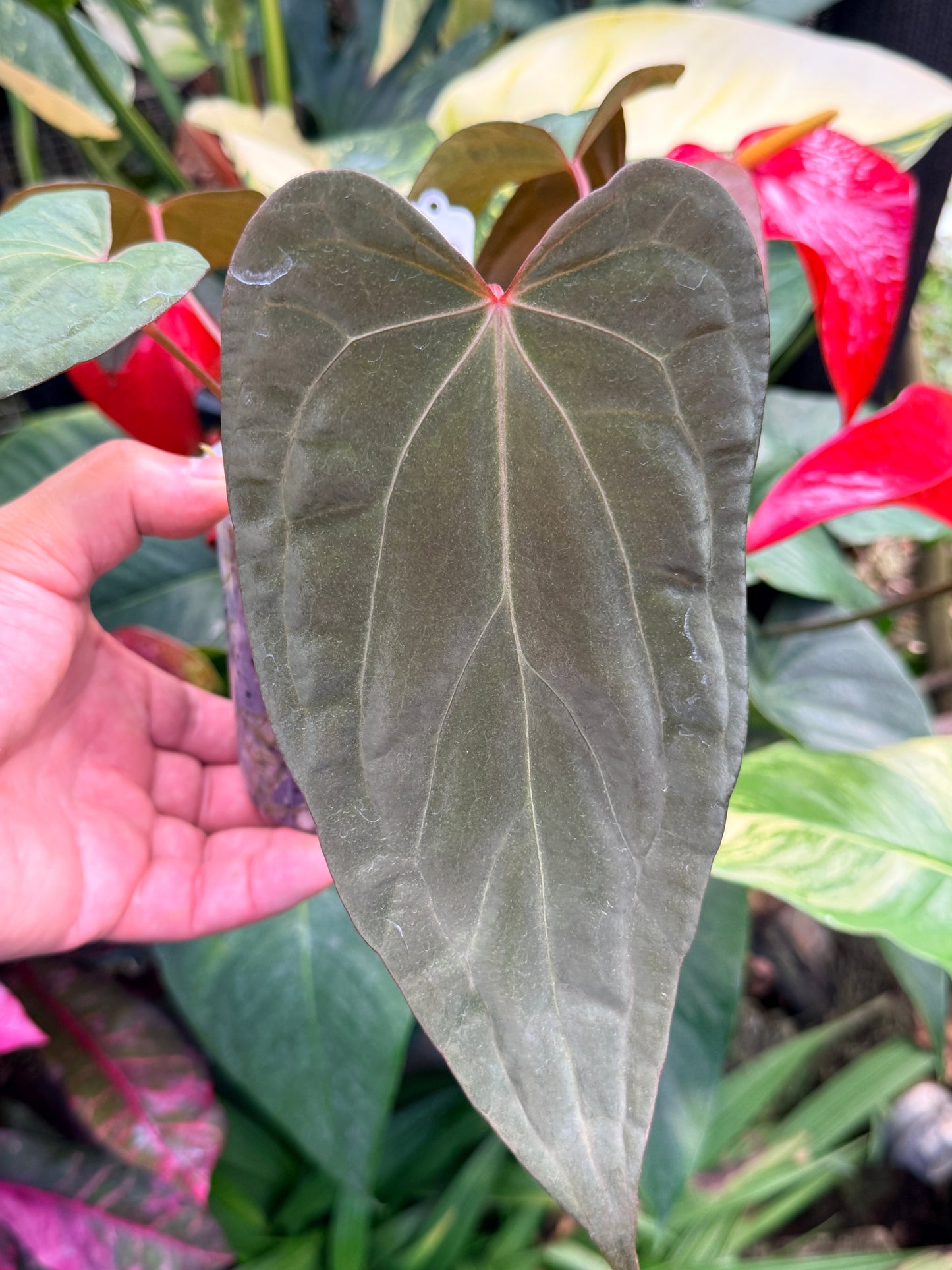 Garden Velvet x Midnight Velvet x Red Vein Dark Phoenix M42