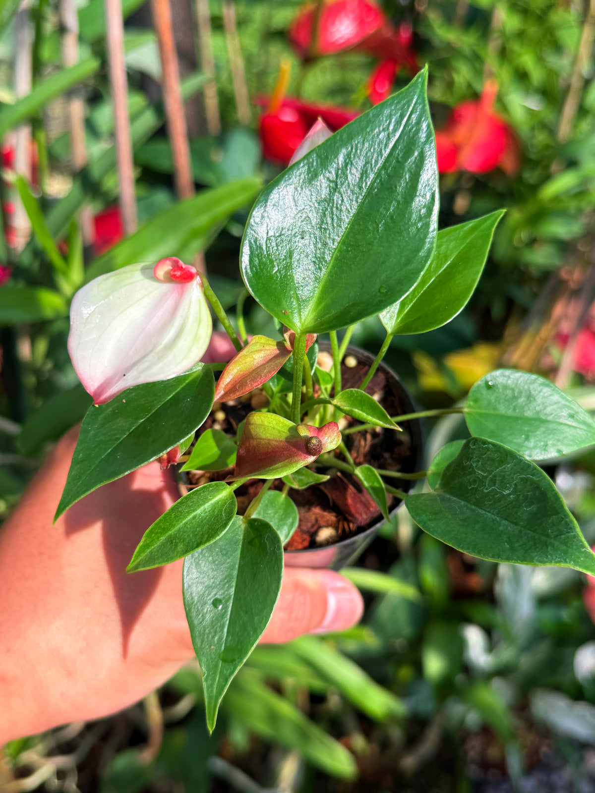 Anthurium ‘Matata’ V84