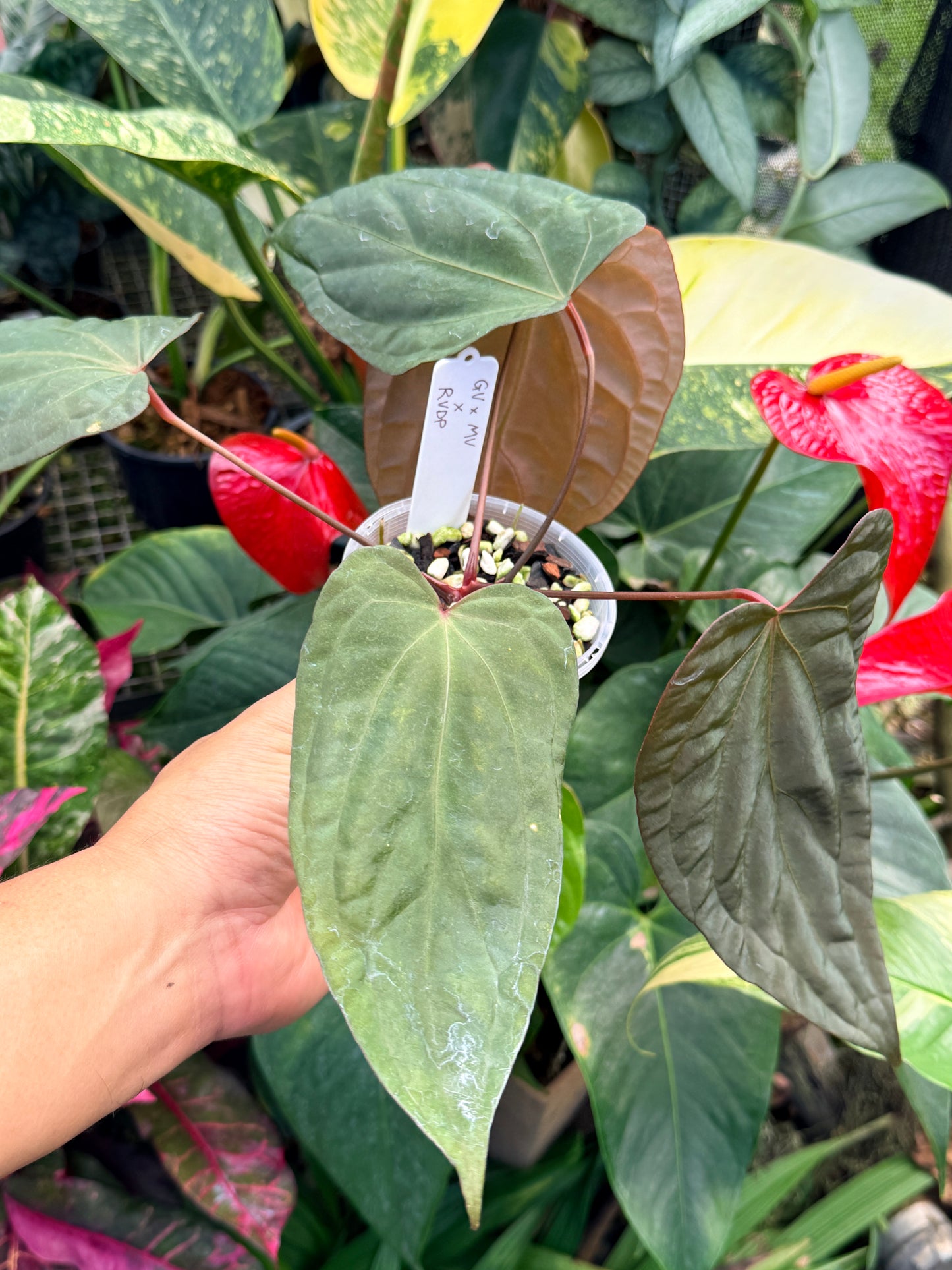 Garden Velvet x Midnight Velvet x Red Vein Dark Phoenix M42