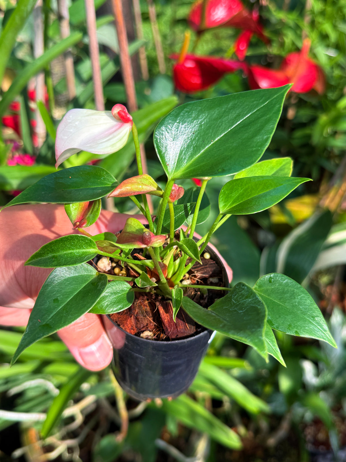 Anthurium ‘Matata’ V84