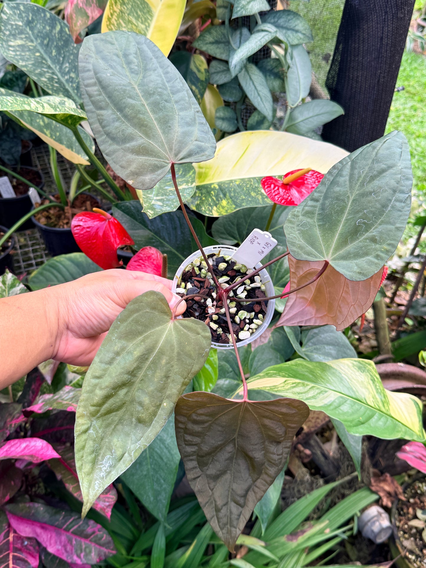 Garden Velvet x Midnight Velvet x Red Vein Dark Phoenix M42