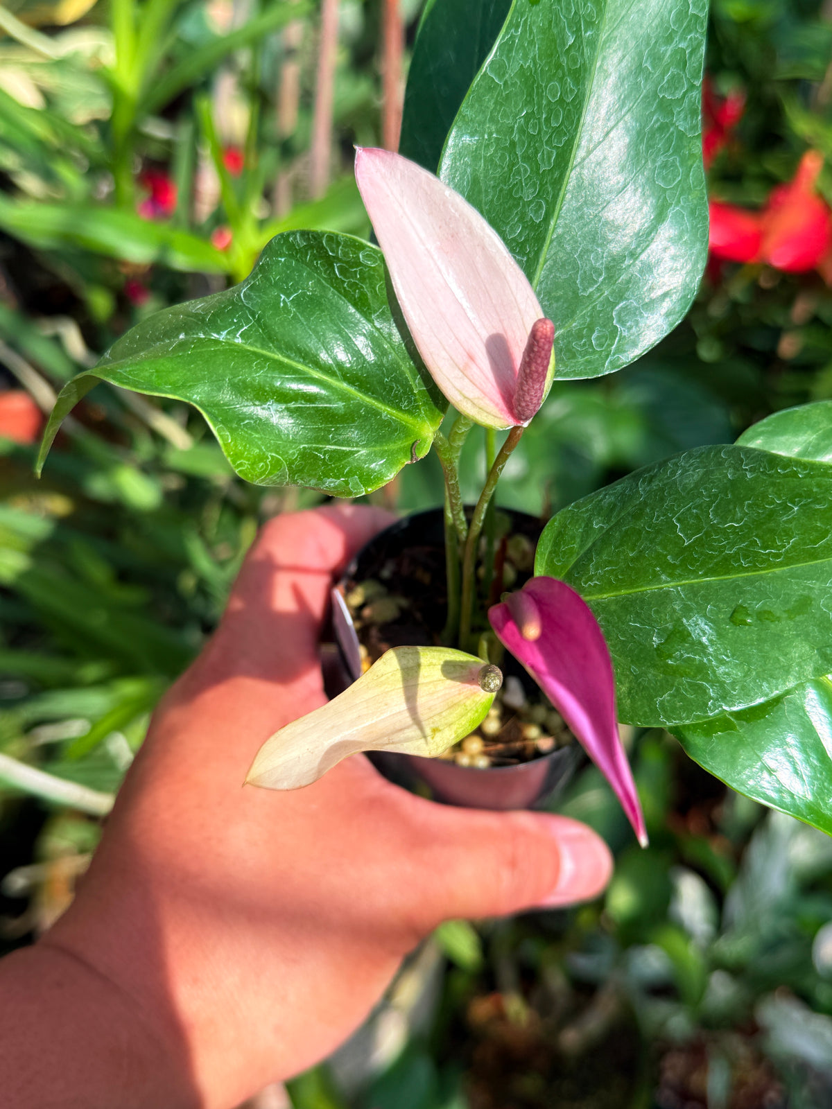 Anthurium 'Zizou' W3