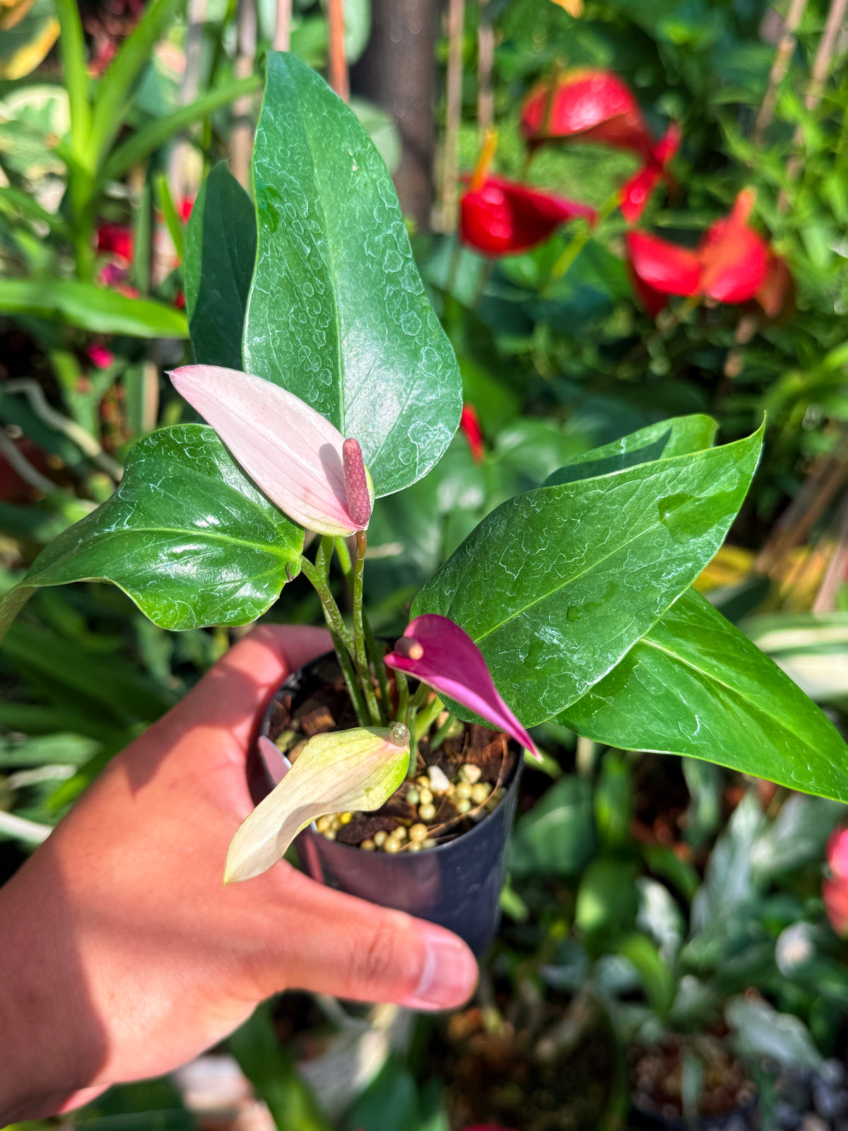 Anthurium 'Zizou' W3