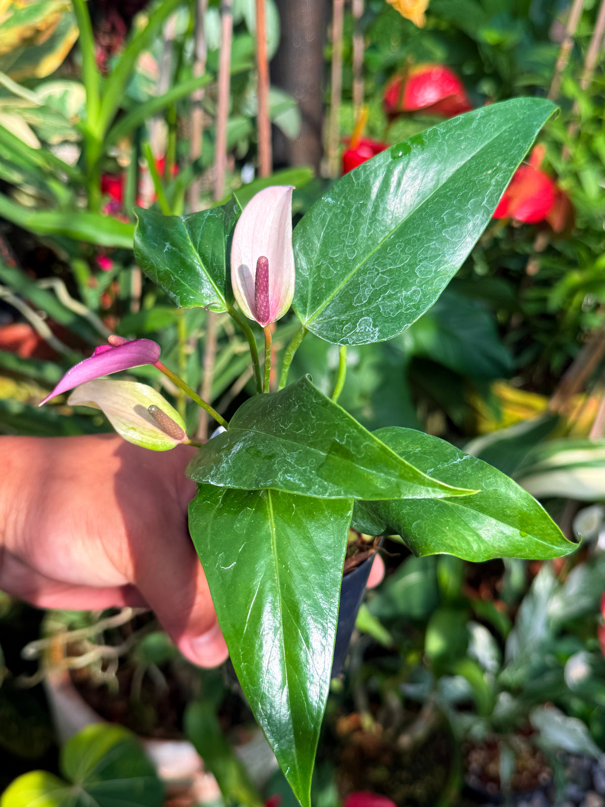 Anthurium 'Zizou' W3