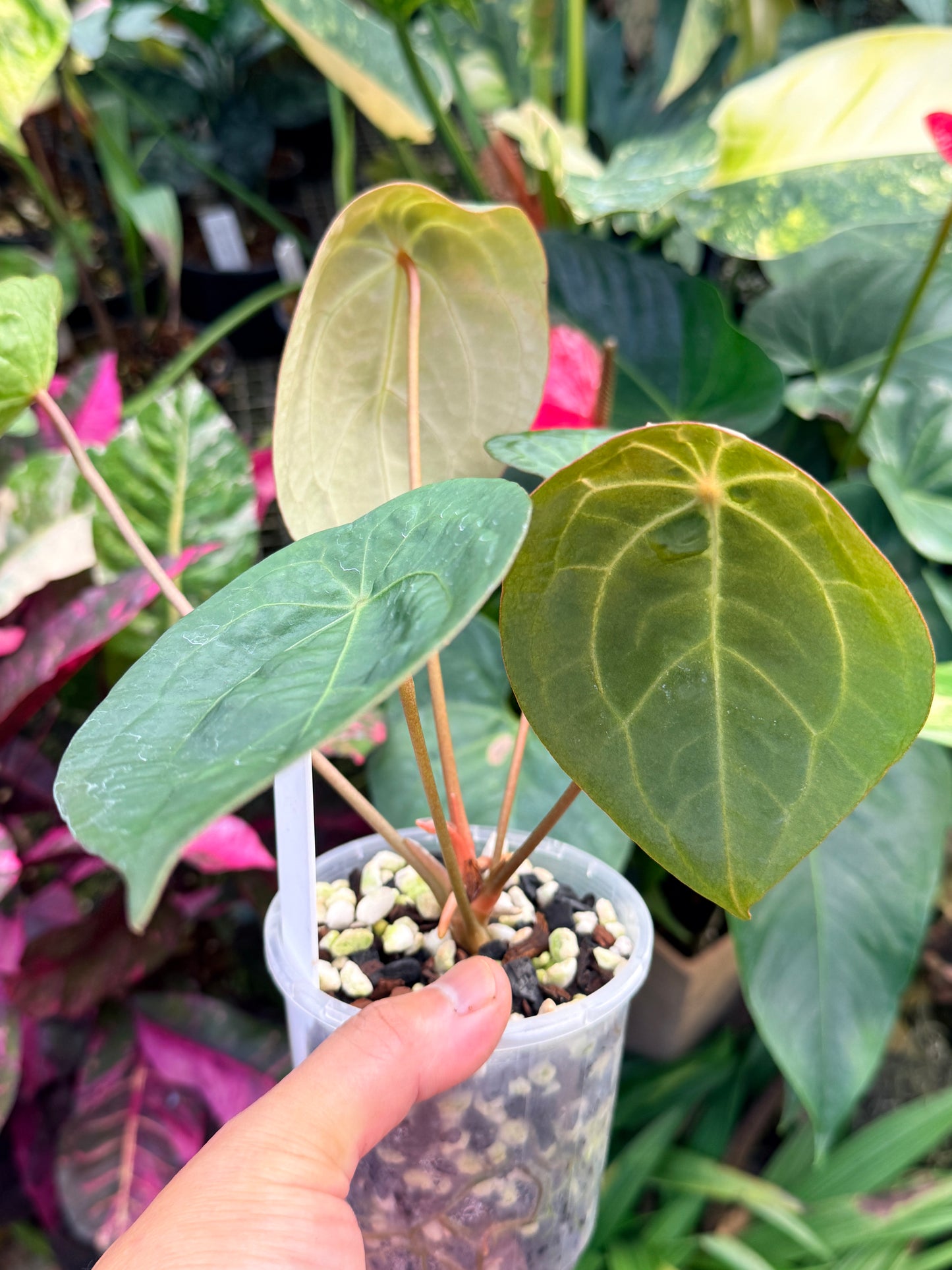 Garden Velvet x Midnight Velvet x Red Vein Dark Phoenix M43