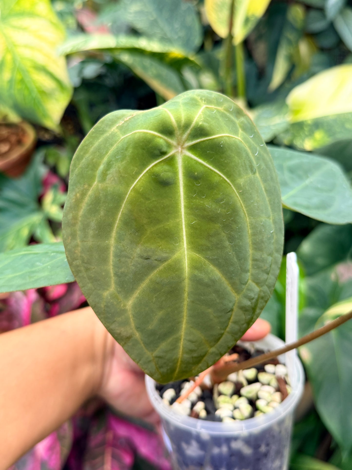 Garden Velvet x Midnight Velvet x Red Vein Dark Phoenix M43