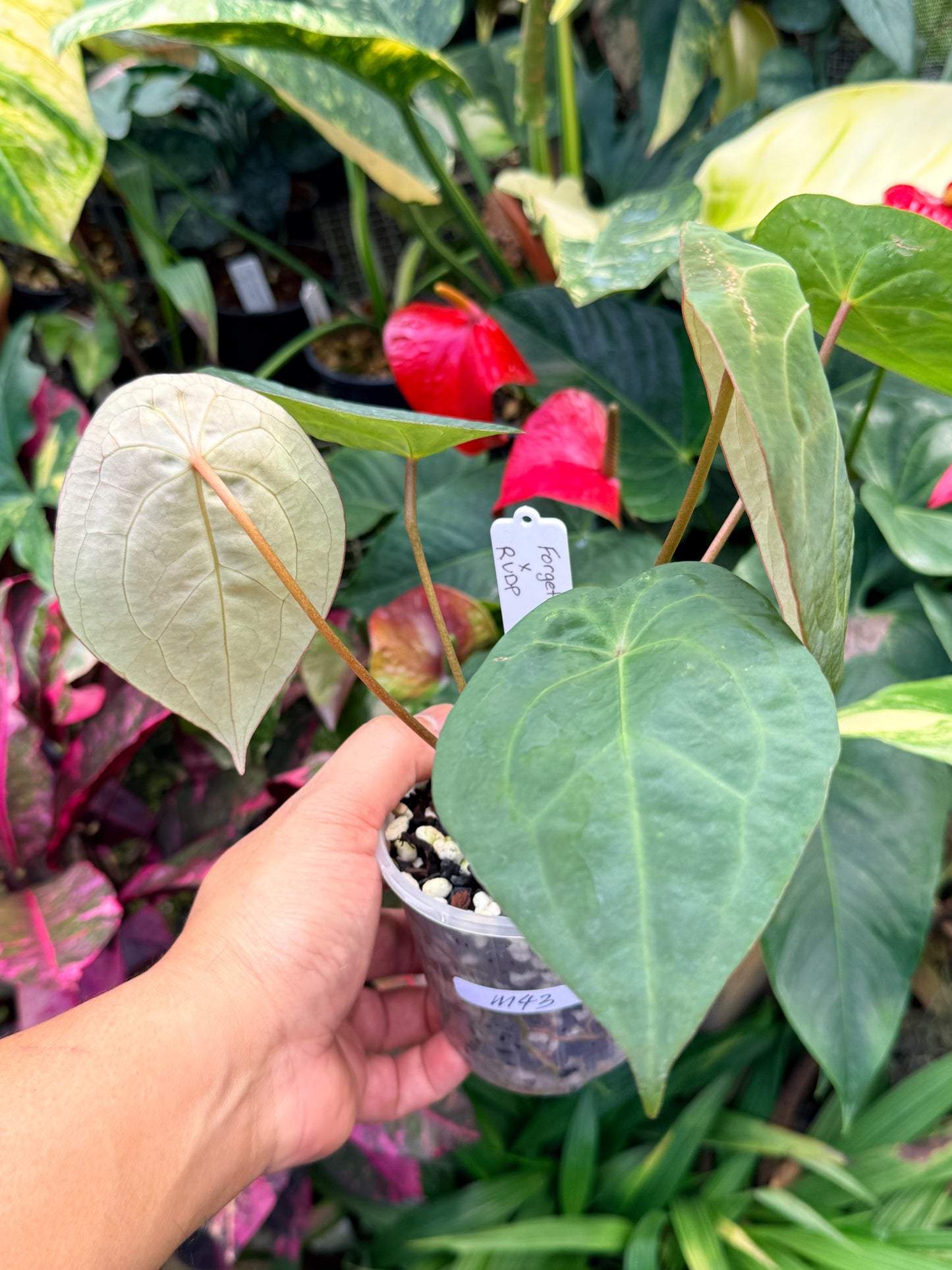 Garden Velvet x Midnight Velvet x Red Vein Dark Phoenix M43
