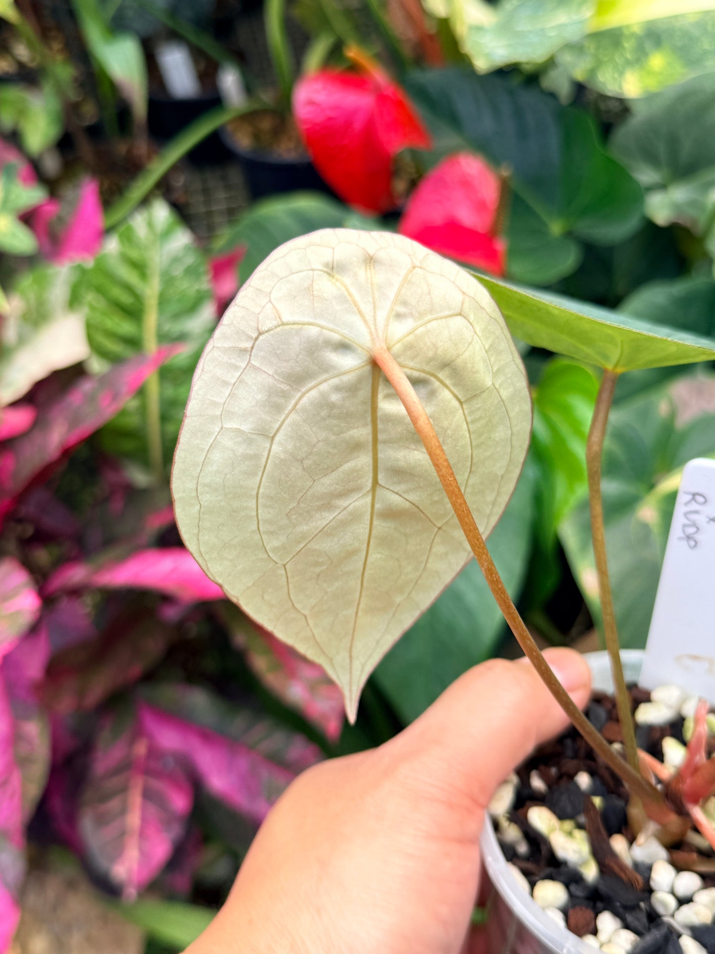 Garden Velvet x Midnight Velvet x Red Vein Dark Phoenix M43