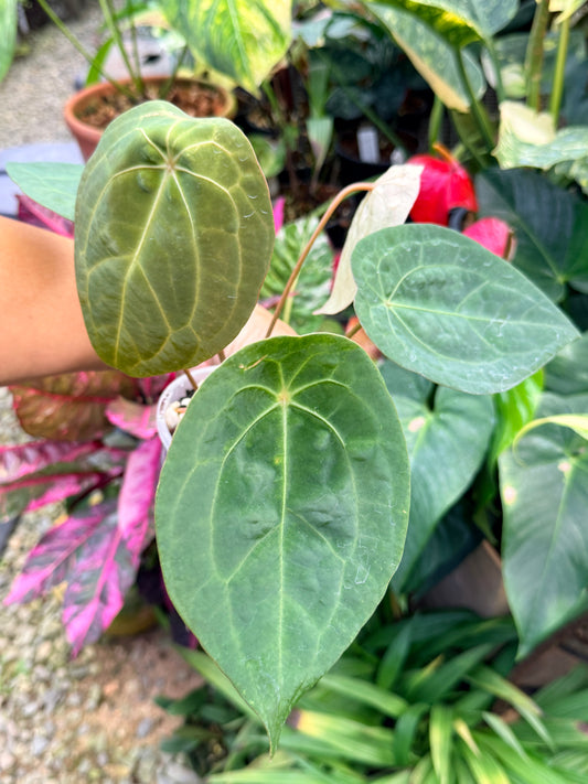 Anthurium Forgetii x Red Vein Dark Phoenix M43