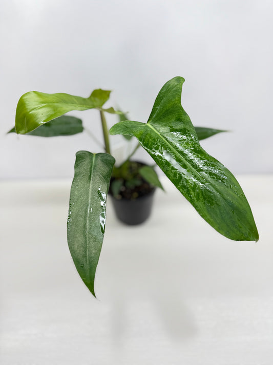 Philodendron longilobatum 'Lelano Miyano' C52