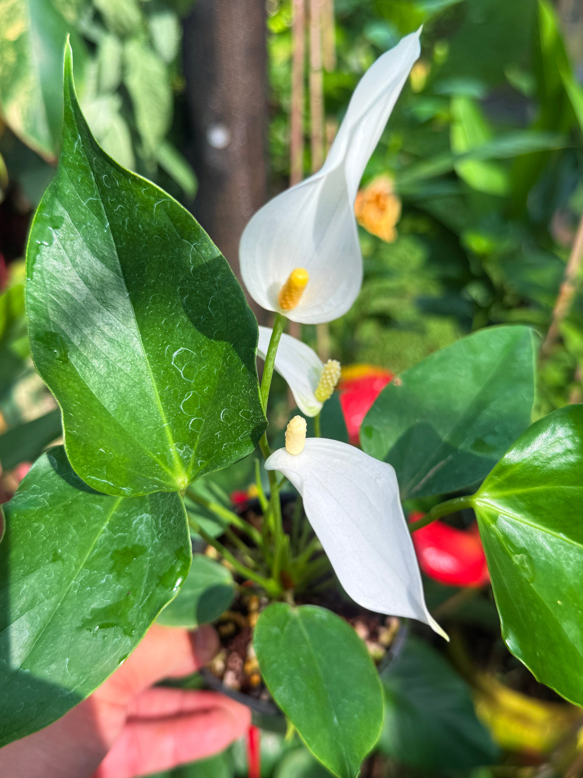 Anthurium 'Banderola White' V81